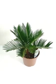 Sikas Palmiyesi Mini Cycas Revoluta Japon Sago Palm - 3