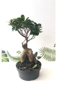 Ithal Bonsai Ficus Ginseng 1000gr Gövde - 2