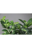 Ficus Ginseng Bonsai Ev Ofis Bitkisi thumbnail 2