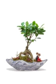 Stonehenge Ficus Bonsai Ve Sırt Sırta Sevgililer thumbnail 1
