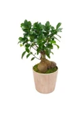 Seramik Saksıda Ginseng Bonsai - 1