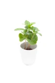 Coffea Arabica Seramikli | Kahve Çiçeği 7cm Ø - Yeşil Bitki - 1