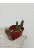 Leş Kaktüs Leş kaktüsü ( Saksılı Bitki ) Stapelia Variegata thumbnail 2