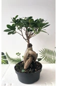 Ithal Bonsai Ficus Ginseng 1000gr Gövde - 1