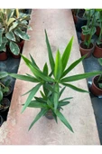 Yukka Bitkisi 2 Gövdeli 80-90 Cm Yucca Massengena thumbnail 2