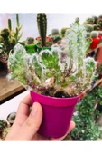 Opuntia Vestita Cristata thumbnail 2