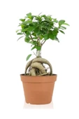 Ficus Gingseng Bonsai Ağacı Saksı Çapı Boyu 30-45 Cm thumbnail 1