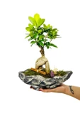 Kayık Serisi Ficus Gingseng Bonsai Tasarım - 3