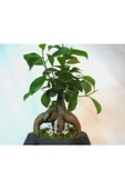 Ficus Ginseng Bonsai & Siyah Geometrik Beton Saksıda Hediyelik Canlı Çiçek thumbnail 3