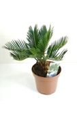 Sikas Palmiyesi Mini Cycas Revoluta Japon Sago Palm - 2