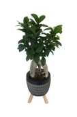 Siyah Damla Saksıda Ficus Ginseng Bonsai thumbnail 2