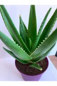 Aloe Vera - 1