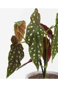 Begonia Maculata - Çilli Begonya Mini - Ev Ofis Salon Iç Mekan Bitkisi - Ø:7 Cm - H:15 Cm thumbnail 2
