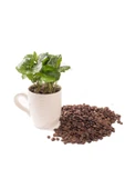 Coffea Fincanda Kahve Bitkisi - 1
