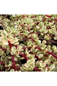 Para Ağacı Yeşim - Portulacaria Afra Variegata - 2