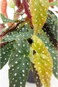 Begonia Maculata - Çilli Begonya - Ev Ofis Salon Iç Mekan Bitkisi - Ø:17 Cm - H:40 Cm - 2