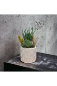 Dekoratif Yaprak Desenli Beyaz Beton Saksıda Kaktüs Ve Sukulent Bitkisi - 1