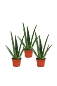 Aloe Vera Bitkisi 3'lü Özel Üretim Yüksek Kalite Large Boy - 1