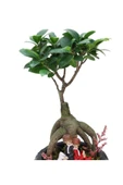 Lamina Siyah Ficus Bonsai Ve Sırt Sırta Sevgililer thumbnail 3