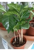 Coffea Arabica-kahve Çiçeği - 1