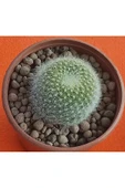 Mammillaria microthele-8,5 cm saksı-ref 06B/Ş28 thumbnail 1