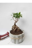 Stanova Bonsai Ficus Ginseng 18 cm thumbnail 3