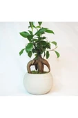 Ficus Ginseng Bonsai & Gri Venüs Beton Saksıda Hediyelik Canlı Çiçek thumbnail 1
