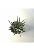 Haworthia Fasciata Alba Zebra Siyah Seramik Saksılı thumbnail 3