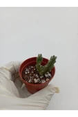Leş Kaktüs Leş kaktüsü ( Saksılı Bitki ) Stapelia Variegata thumbnail 6