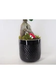 Ficus Ginseng Bonsai & Siyah Yuts Seramik Saksıda Hediyelik Canlı Çiçek thumbnail 3