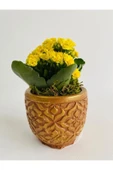 Kahverengi Mozaik Desenli Dekoratif Beton Saksıda Sarı Kalanchoe(kalanşo) - 2