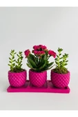 Trio Model Beton Saksıda Kalanchoe Ile Sukulent thumbnail 3