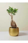 Bonsai Ficus Ginseng thumbnail 1