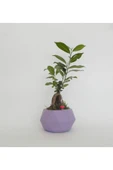 Likya Saksıda Ficus Gieseng Bonsai thumbnail 2