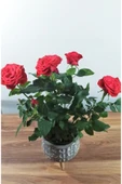 Dekoratif Ayaklı Saksıda Ithal Gül thumbnail 2