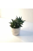 Haworthia Limifolia Beyaz Seramik Saksılı thumbnail 2