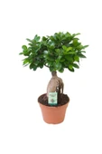 Bonsai Ficus 'ginseng' M thumbnail 1