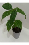 Kahve Çiçeği Coffea Arabica - Kahve Fidanı - 1