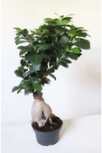 Ficus Ginseng Bonsai Ev Ofis Salon Bitkisi thumbnail 2