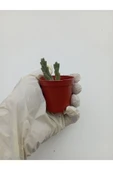 Leş Kaktüs Leş kaktüsü ( Saksılı Bitki ) Stapelia Variegata thumbnail 5