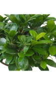 Bonsai Ficus 'ginseng' M thumbnail 2