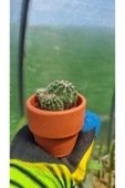 Taş saksı ile birlikte kaktüs Echinopsis Oxygona kaynana topuzu kaktüs thumbnail 2