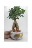 Ficus Ginseng Bonsai & Beyaz Dünyam Beton Saksıda Hediyelik Canlı Çiçek thumbnail 2