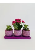 Mor Petek Model Trio Beton Saksıda Para Çiçeği Ile Kalanchoe(kalanşo) thumbnail 1