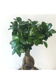 Ficus Bonsai - Ficus Ginseng -Adam Ağaç 30-40 cm Arası thumbnail 2