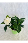 Gardenya Çiçeği Kokulu - 2