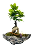 Kayık Serisi Ficus Gingseng Bonsai Tasarım - 1