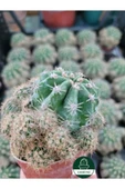 Kaynana Topuzu -echinopsis- Çiçek Açar thumbnail 4