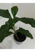 Kahve Çiçeği Coffea Arabica - Kahve Fidanı - 2