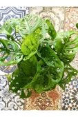 Monstera Adansonii Monkey 35-40 Cm thumbnail 3